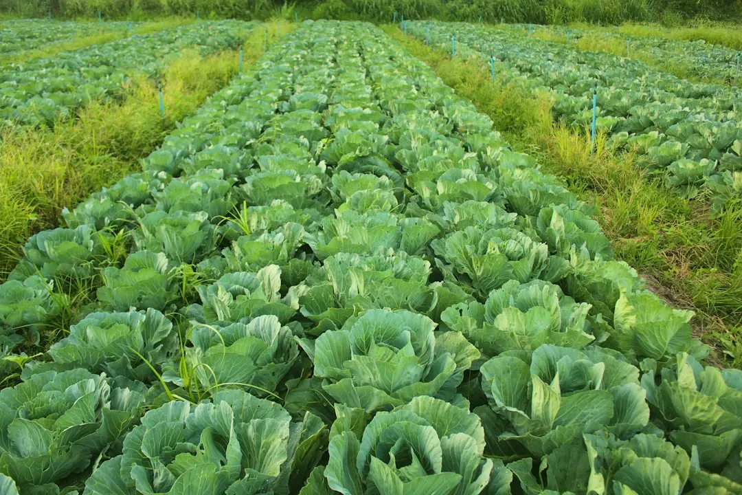 Practice Crop Rotation Every Year (Image Credits: Unsplash)