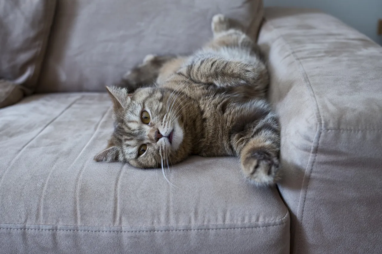#12 - It Lets Its Guard Down Around Guests&hellip; As Long As You're There (Image Credits: Pixabay)