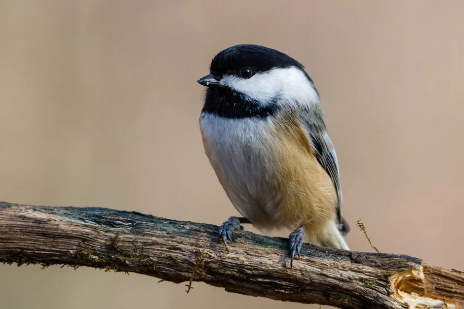 #8 - Black-Capped Chickadee: Suburban Survivors on the Move (Image Credits: Pexels)