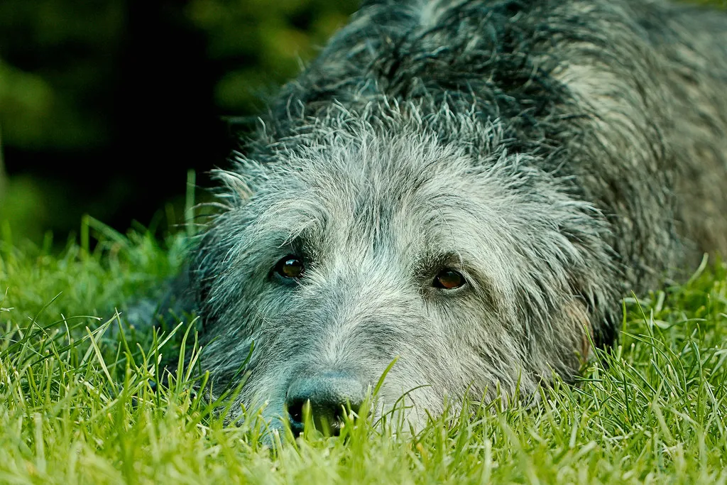 #13 - Certain Animals Begin Following Your Path (Airwolfhound, Flickr, CC BY-SA 2.0)