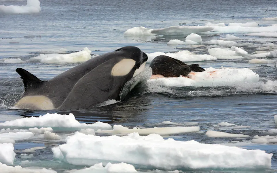 Orcas Hunt by Breaking Spines and Extracting Tongues (Image Credits: Wikimedia)