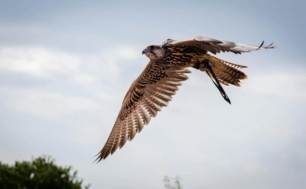Aries and the Falcon: Embracing Bold Vision (Image Credits: Pixabay)