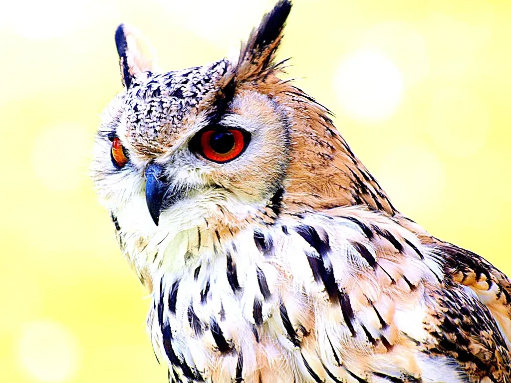 The Evolutionary Genius Behind Going Nocturnal (Image Credits: Flickr)