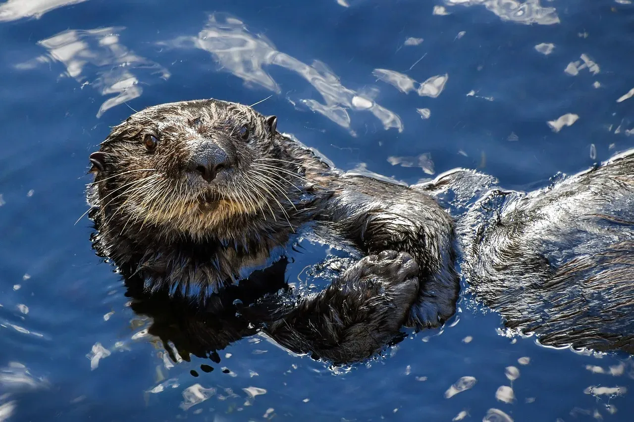 The Sea Otter: Guardian of Kelp Forests (Image Credits: Pixabay)