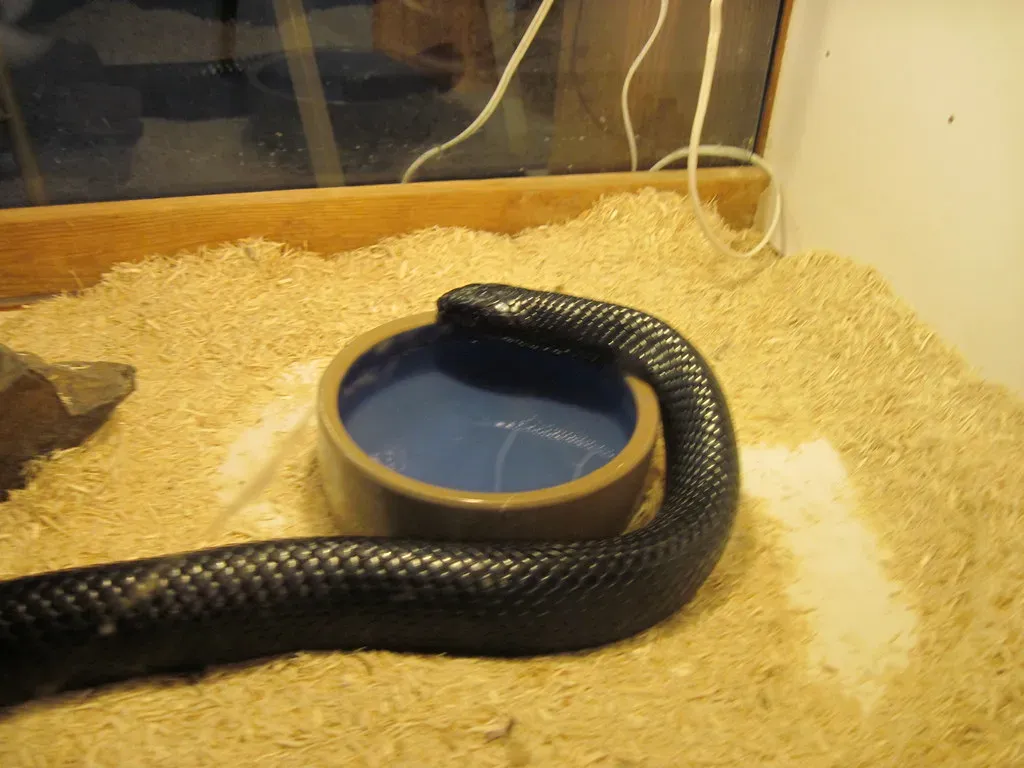 The Eastern Indigo Snake: A Living Symbol of the Deep Forest (kellyhogaboom, Flickr, CC BY-SA 2.0)