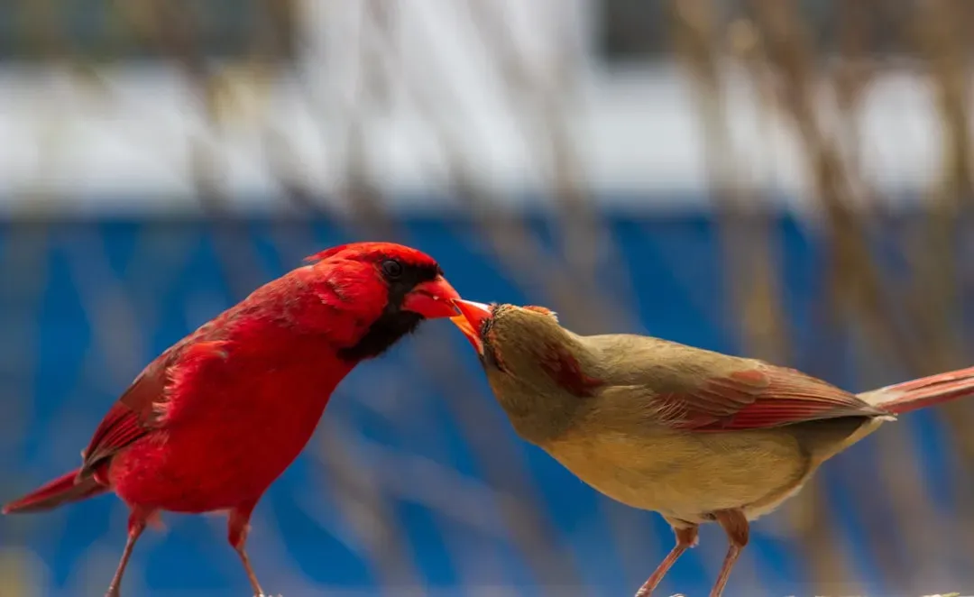 They Form Long Term Pair Bonds (Image Credits: Unsplash)