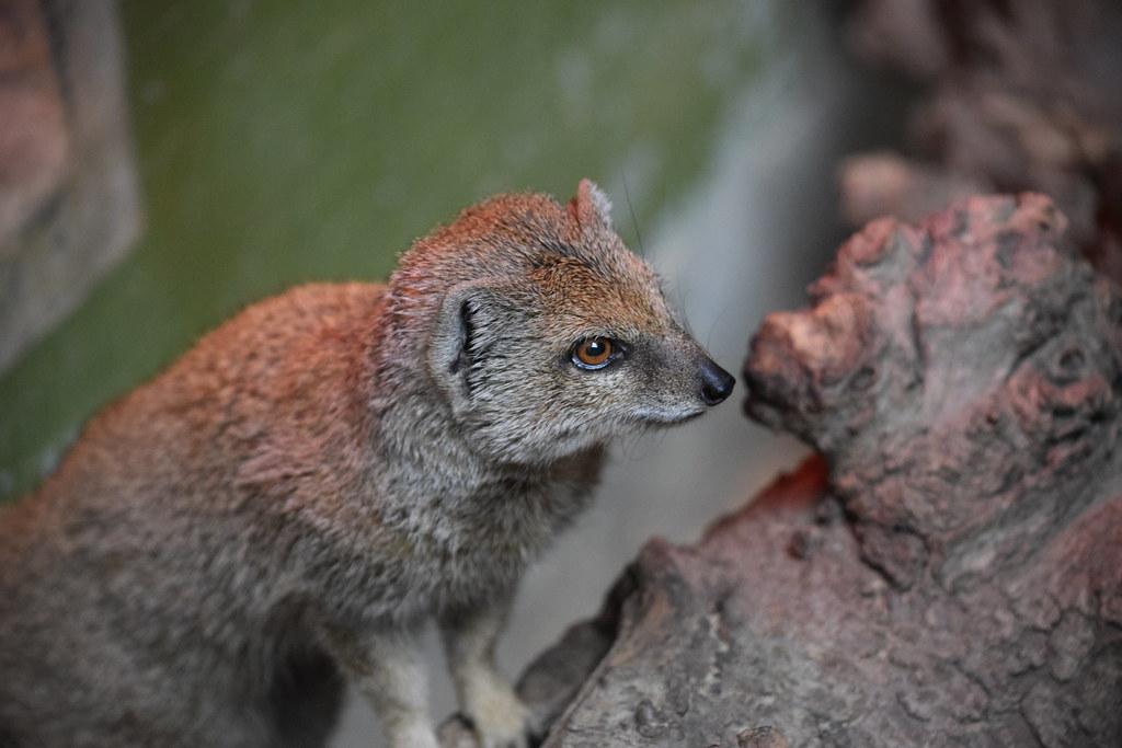 Conclusion: Fear as Evolutionary Wisdom (Image Credits: Flickr)