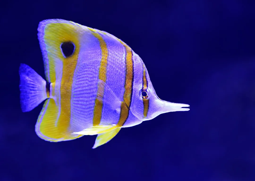 Fish: The Underwater Indicators (Image Credits: Unsplash)