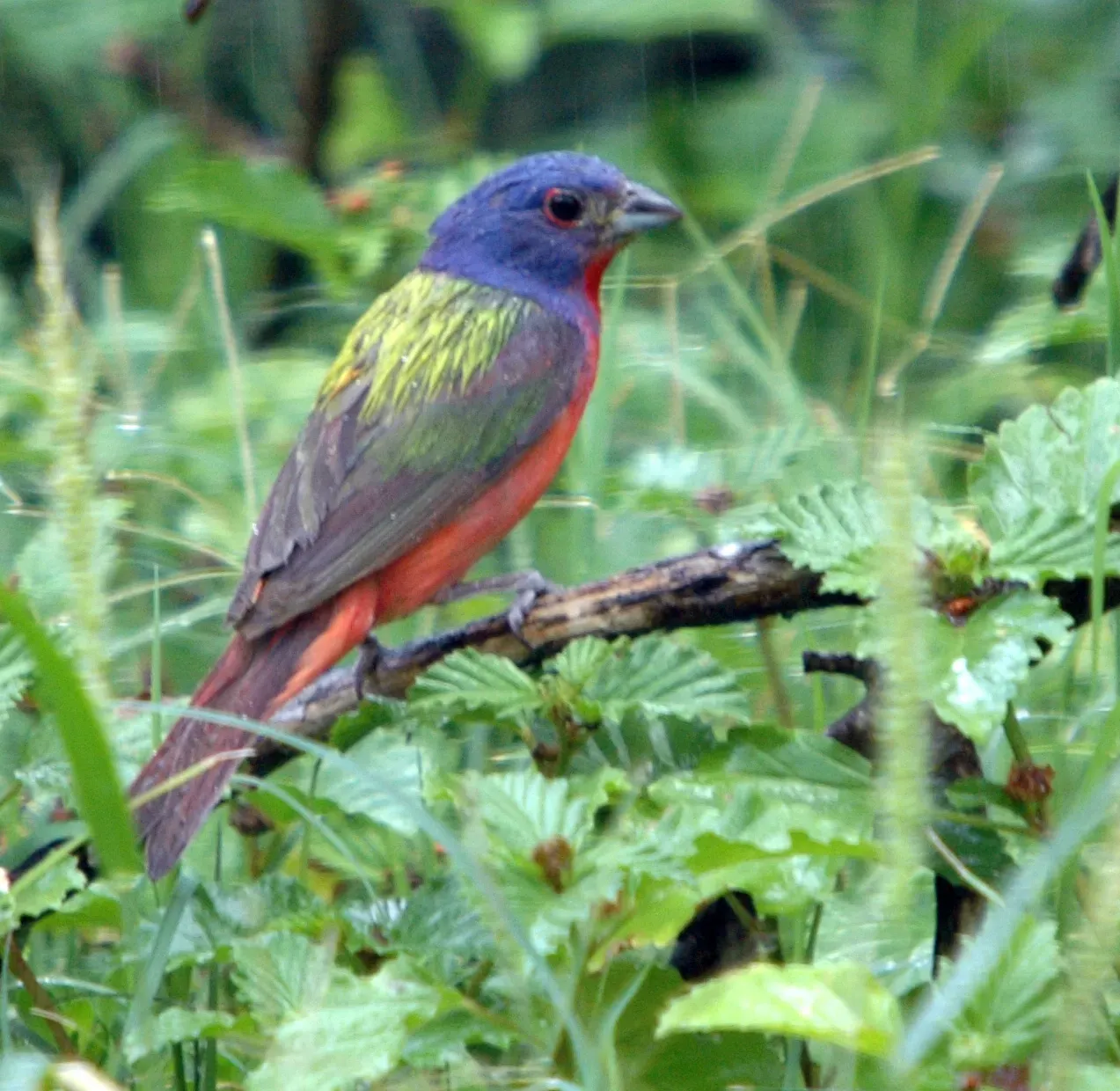 Varied Bunting (Painted Bunting, Male 24 Jun 06
Uploaded by Jacopo Werther, CC BY-SA 2.0)