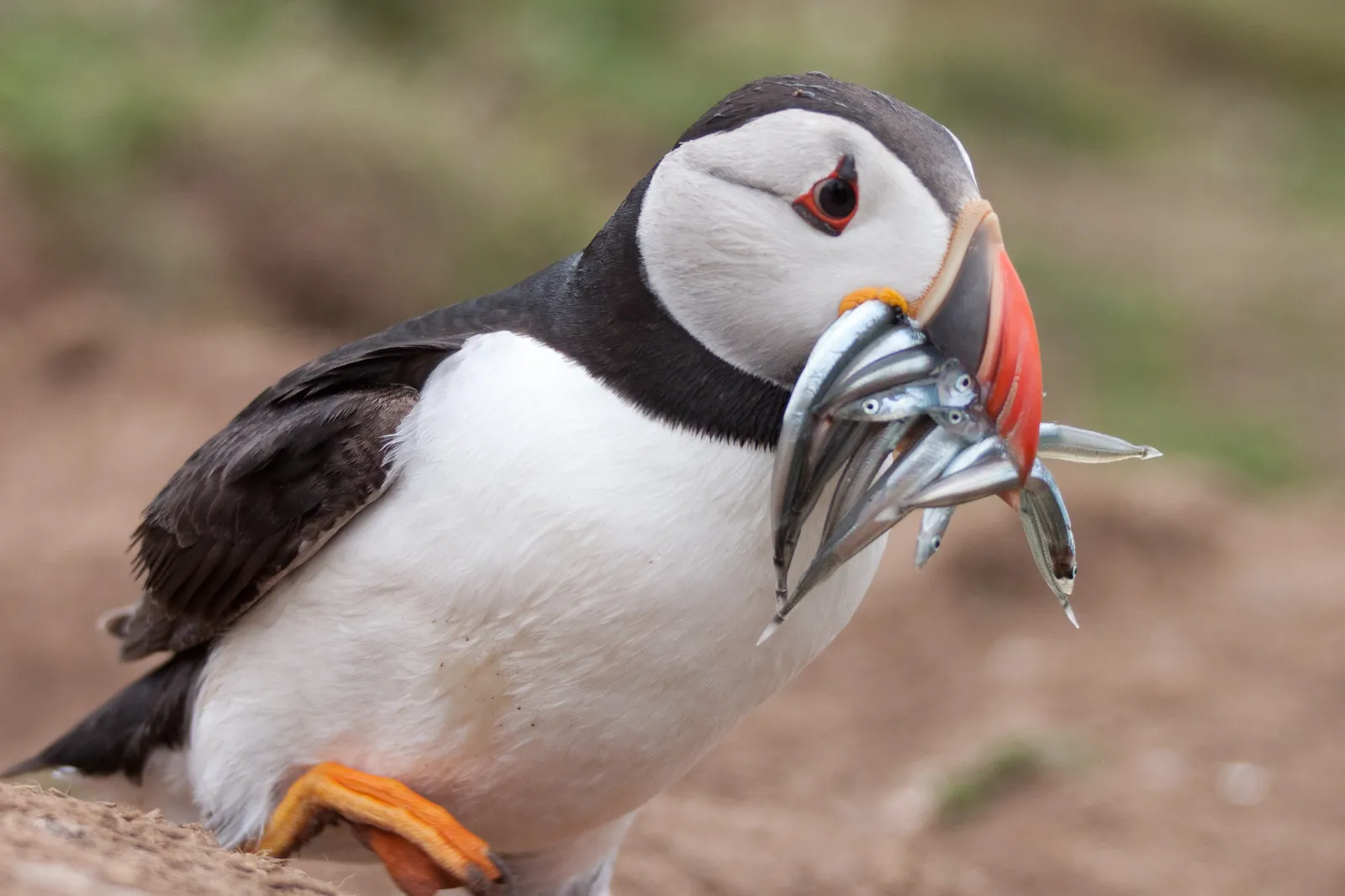 4. Exceptional Fish Carriers (By Joanne Goldby, CC BY-SA 2.0)