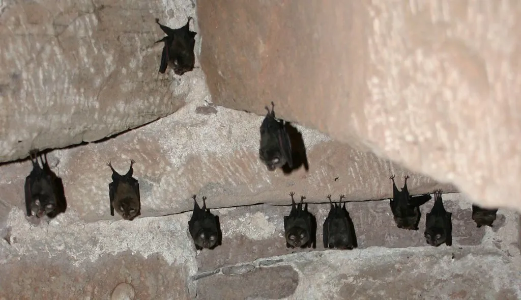 Conservation Challenges and Opportunities (Jessicajil, Flickr, CC BY-SA 2.0)