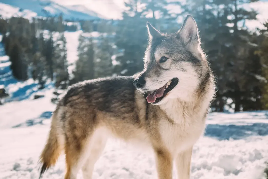 The Wolf That Made It to Los Angeles (Image Credits: Unsplash)