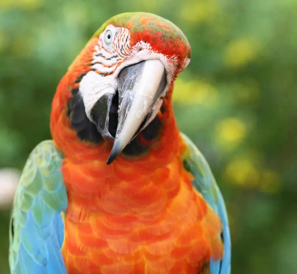 4. Macaw: The Colorful Genius With Emotional Depth (Loving Jazz Photography, Flickr, CC BY 2.0)