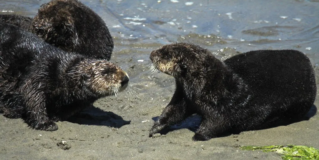 Playful Behavior: Learning Through Fun (Image Credits: Flickr)