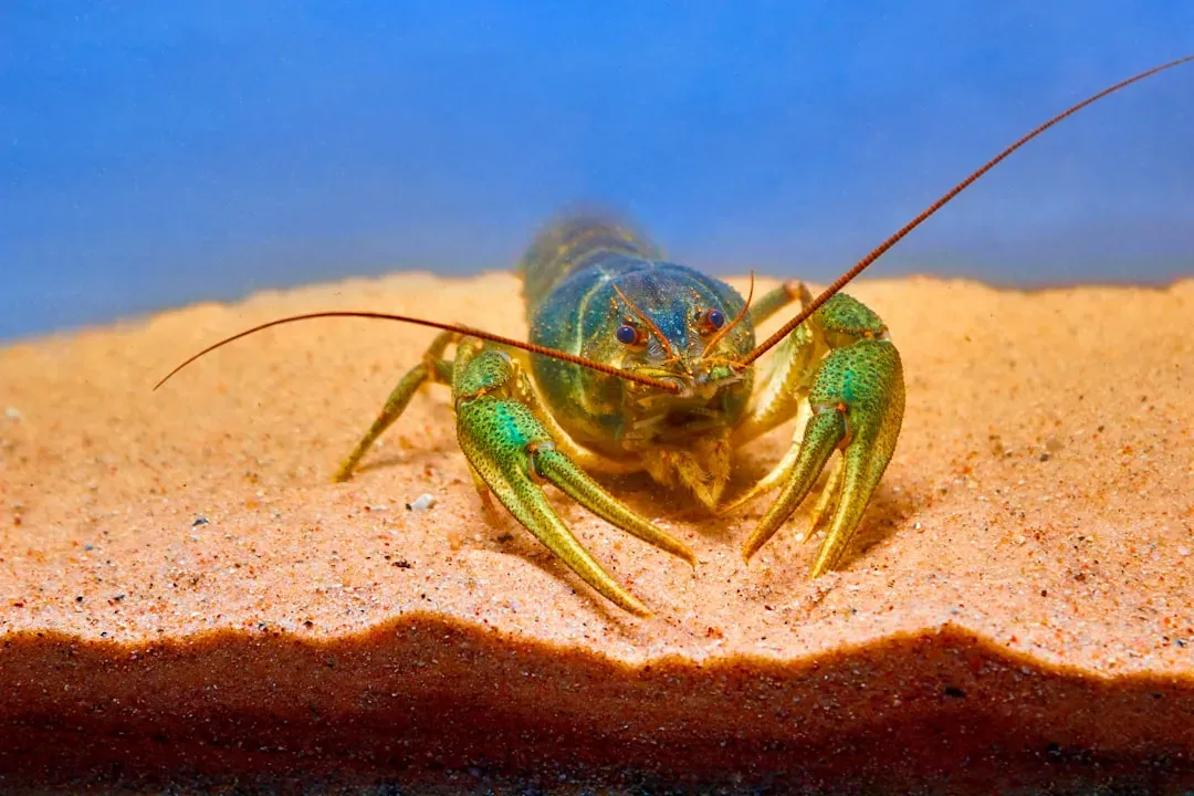 Freshwater Crayfish: Energy Transporters of the Wetlands (Image Credits: Unsplash)