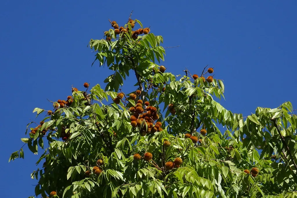 14. Plant Native Trees and Shrubs (Image Credits: Flickr)