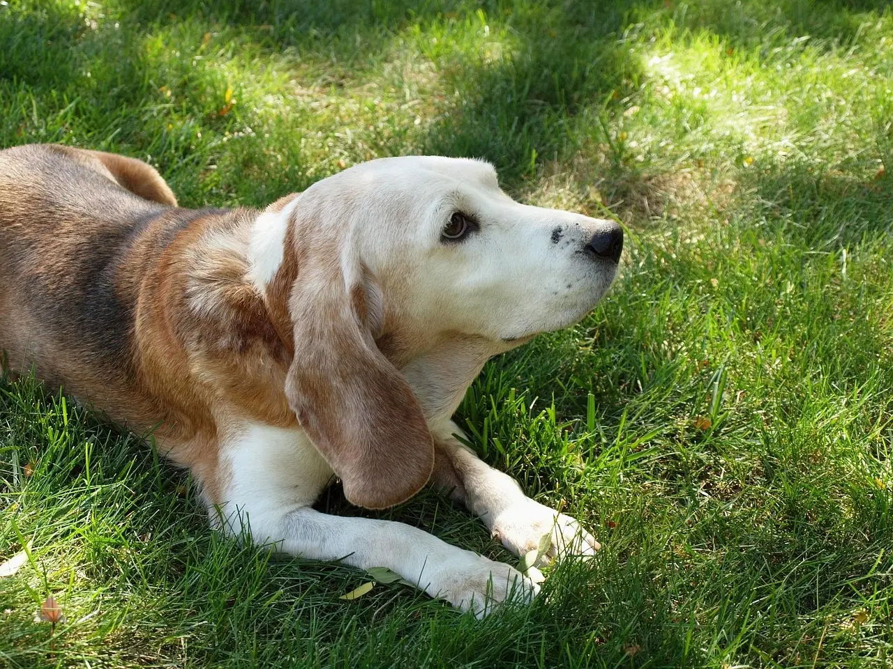 #11 - Senior Mixed-Breed Rescues: The Overlooked Sweet Spot (Image Credits: Pixabay)