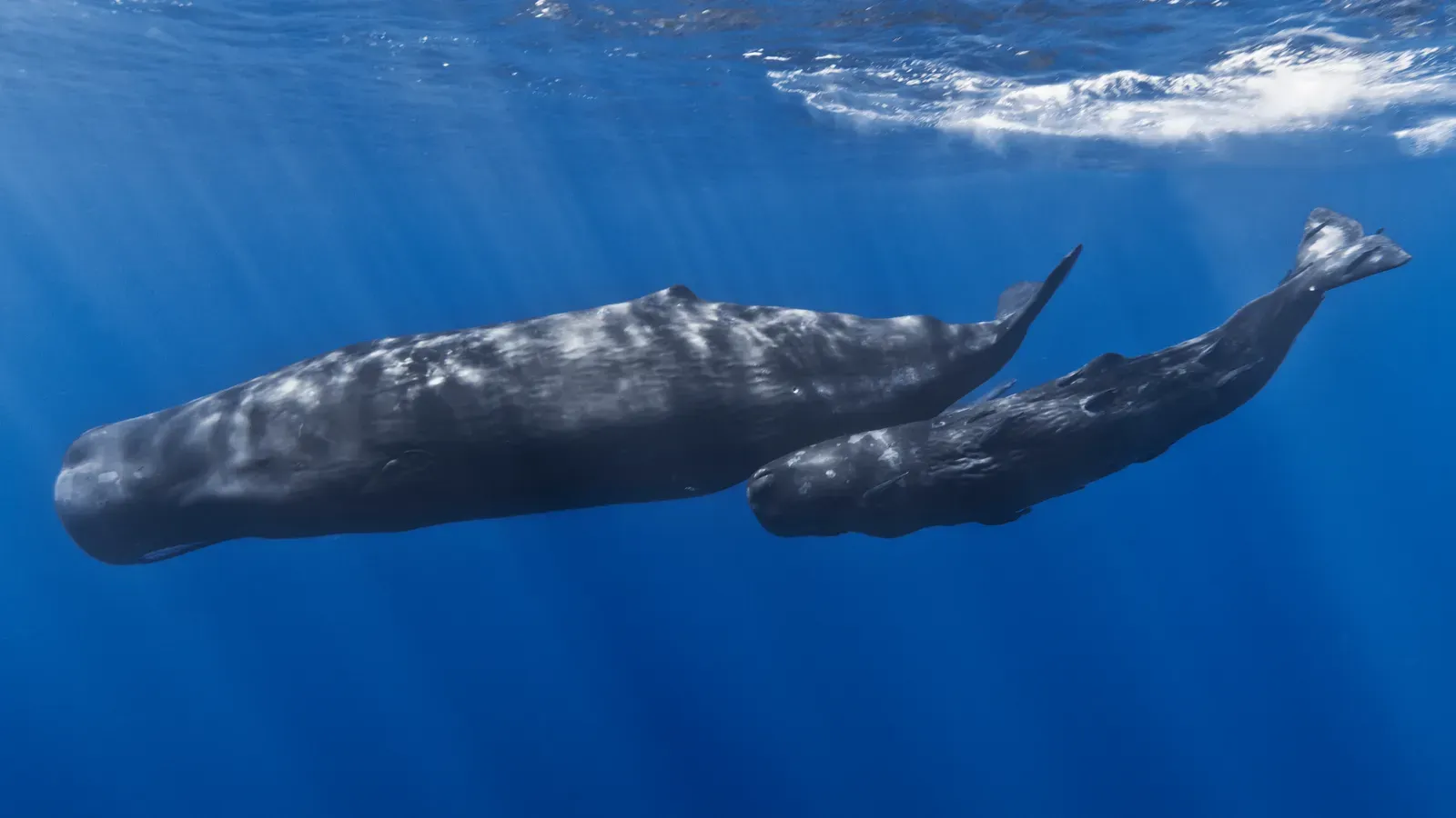 The Symphony Beneath the Waves (By Gabriel Barathieu, CC BY-SA 2.0)