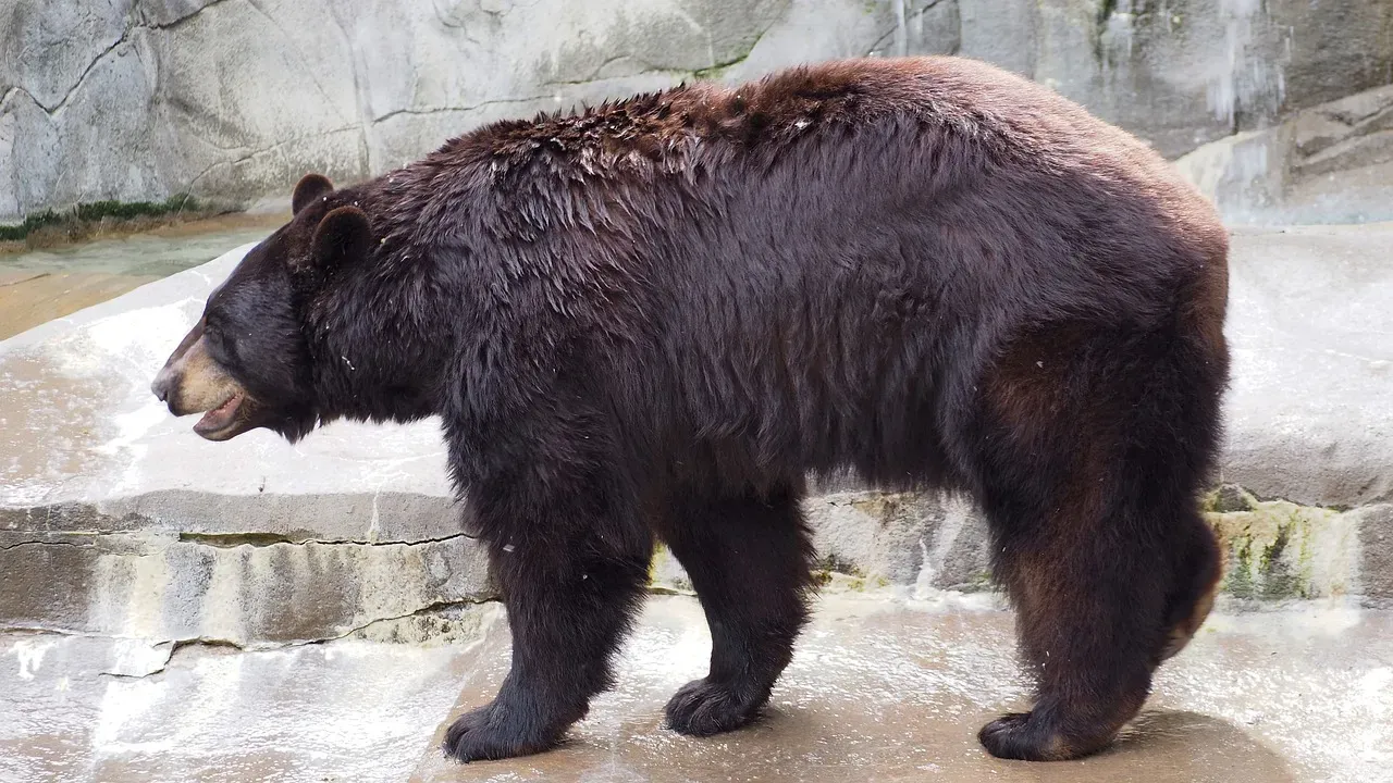 3. The American Black Bear: Power in the Pines (Image Credits: Pixabay)