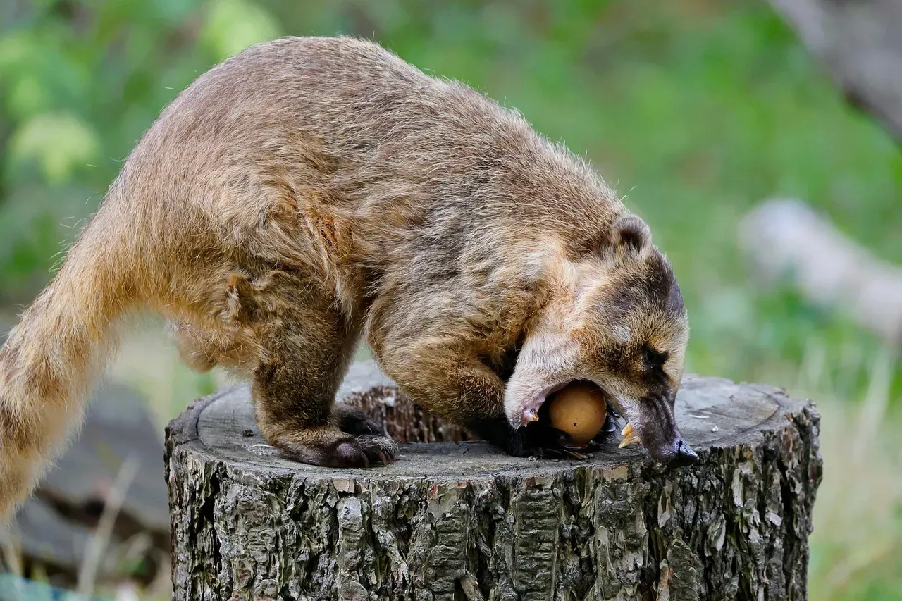 Libra (September 23 &ndash; October 22): The Coatimundi (Image Credits: Pixabay)
