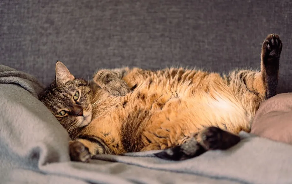 #15 - They Expose Their Aching Belly Only When You're Around (Image Credits: Pexels)