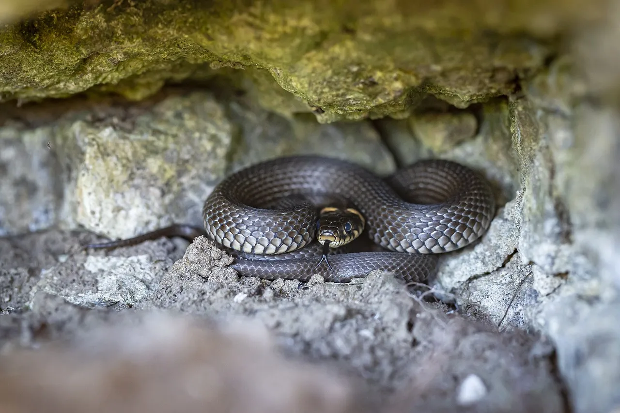Cancer (June 21 – July 22): The Night Snake (Image Credits: Pixabay)