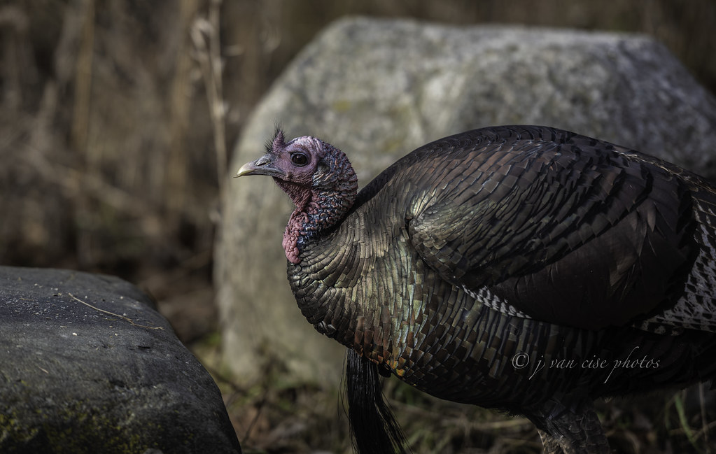 The Great Turkey Drives of America (Image Credits: Flickr)