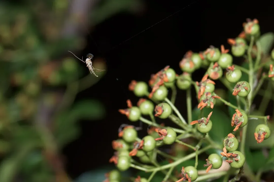 They Raid Spider Webs as a Food Source Too (Image Credits: Unsplash)