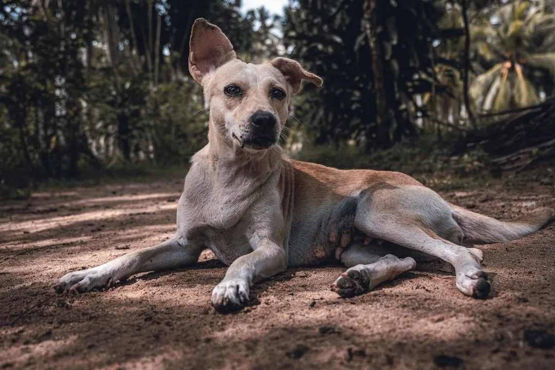 #37 - Overall "Soft" Appearance When Observing the Whole Dog (Image Credits: Unsplash)