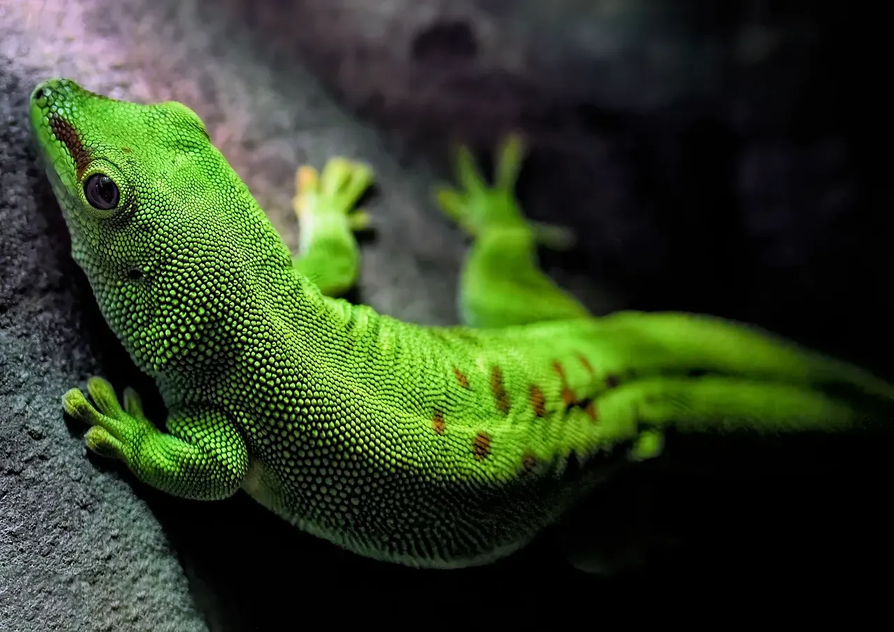 The Leaf-Tailed Gecko: Madagascar's Dead Leaf Impersonator (Image Credits: Pixabay)