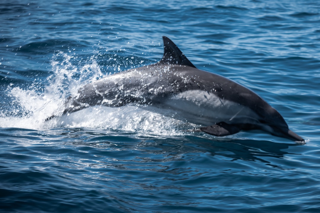 The Speed Game: Why Dolphins Hold All the Cards (Image Credits: Unsplash)