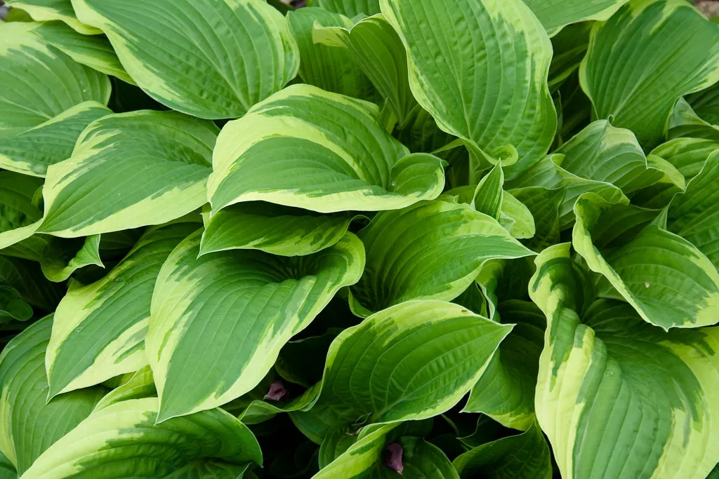 #4 - Hostas: The Shade Plant People Mocked... Until They Needed It Most (kevin1024, Flickr, CC BY 2.0)