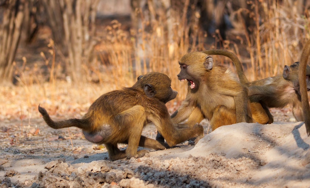 Monkeys Share Our Obsession With Drama and Social Conflict (Image Credits: Unsplash)