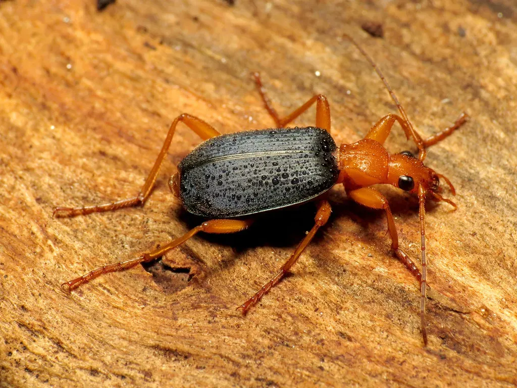 3. Chemical Warfare: The Bombardier Beetle's Boiling Hot Surprise (Image Credits: Flickr)