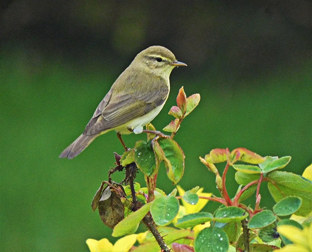 #23 - Willow Warbler: Numbers Dropping Even as Springs Warm (Donnchadh H, Flickr, CC BY 2.0)
