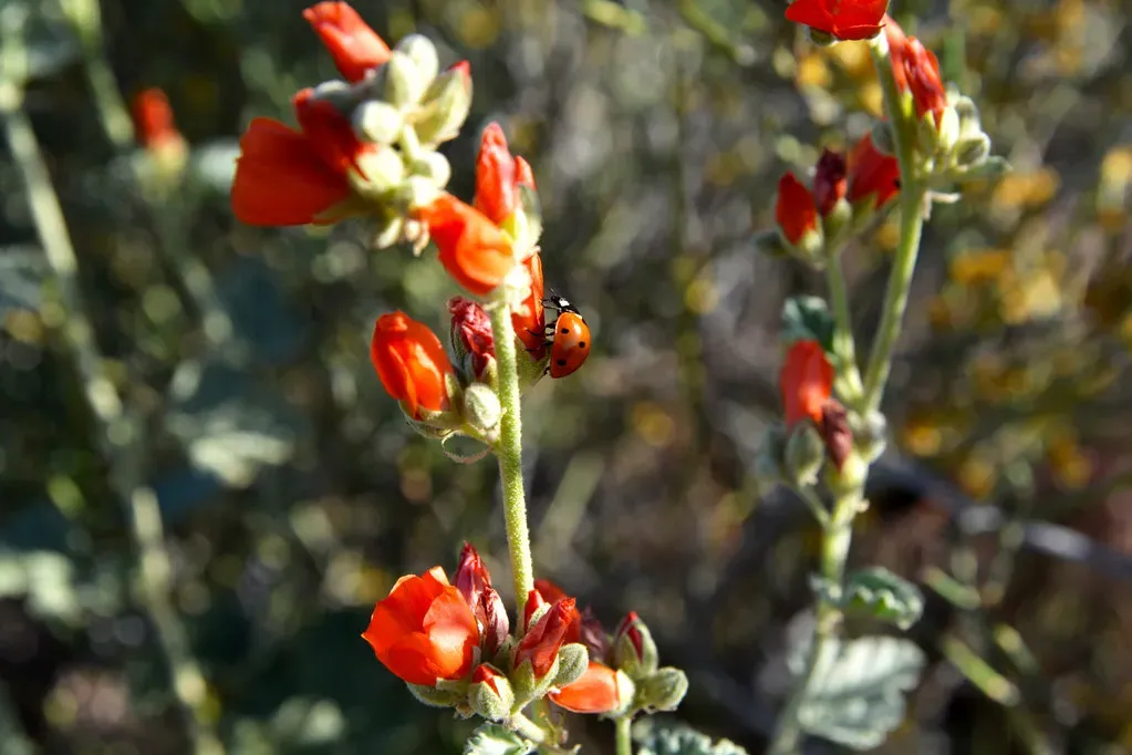 Globe Mallow (mypubliclands, Flickr, CC BY 2.0)