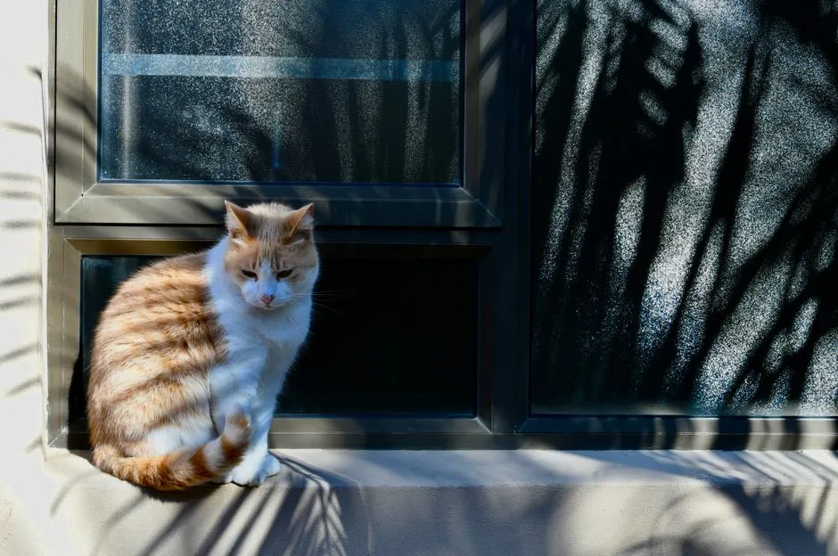 #2 - They Follow You From Room To Room Like a Shadow (Image Credits: Pexels)