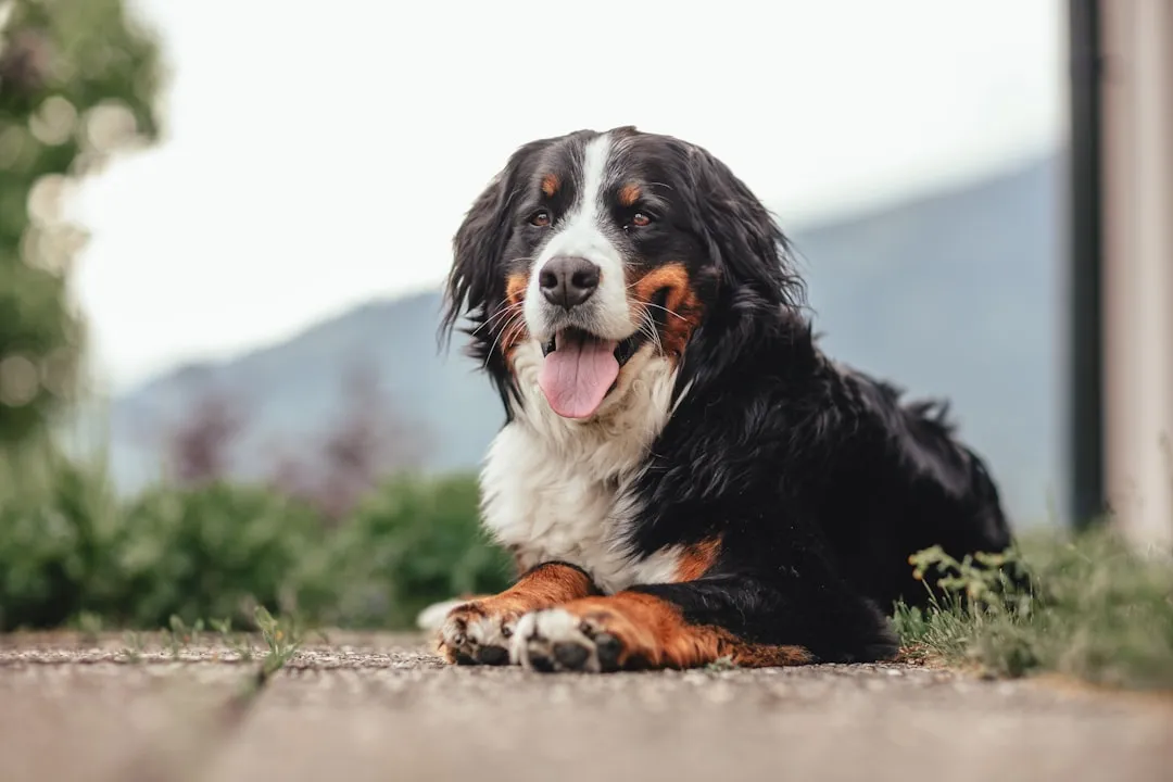 #7 Bernese Mountain Dog – Sensitive Teen To Steady Partner (Image Credits: Unsplash)