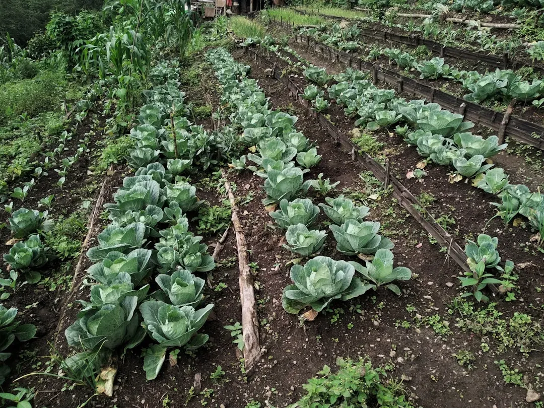 Skipping Crop Rotation (Image Credits: Unsplash)