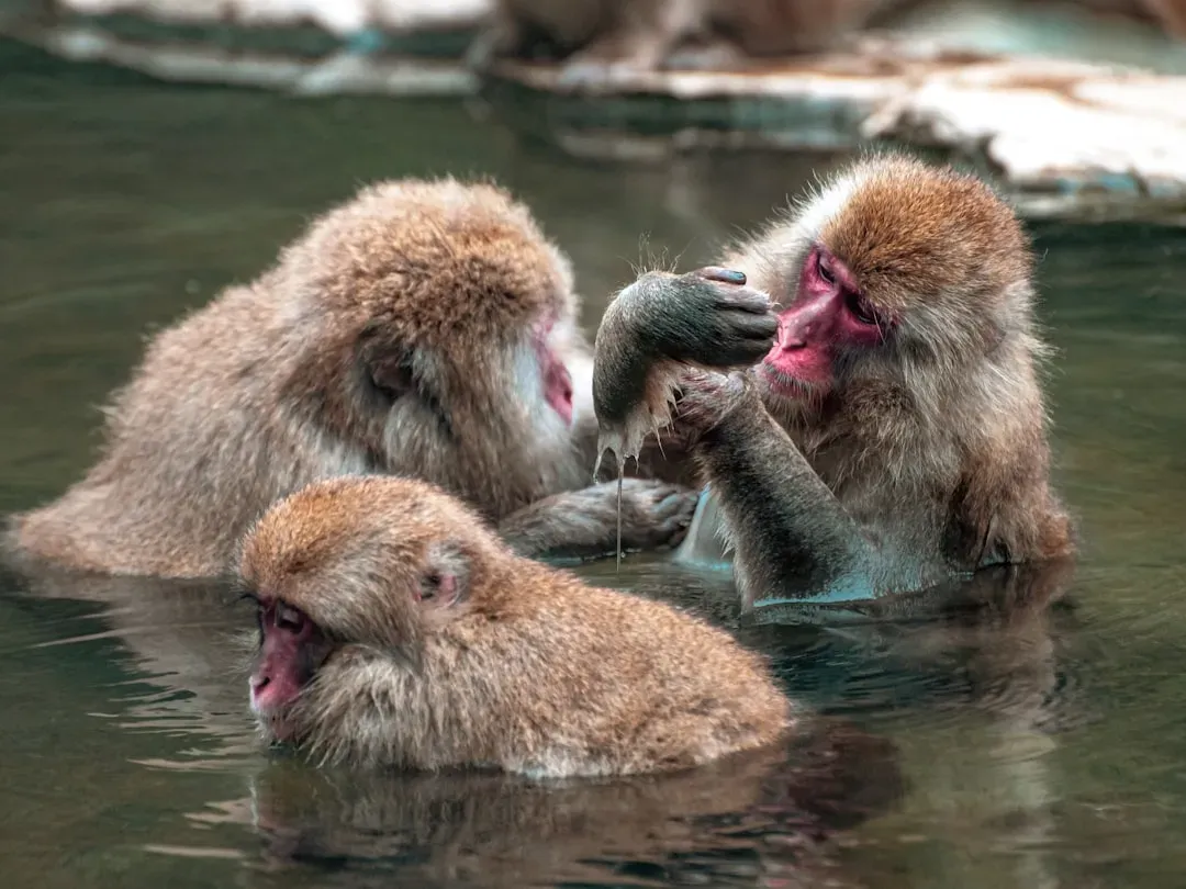 Snow Monkeys Taking Hot Spring Baths (Image Credits: Unsplash)
