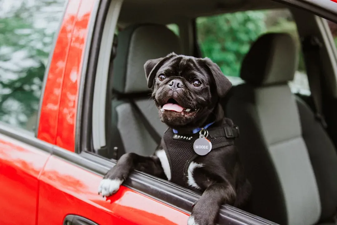 #8 - Driving With Dogs Loose in Cars (Image Credits: Unsplash)