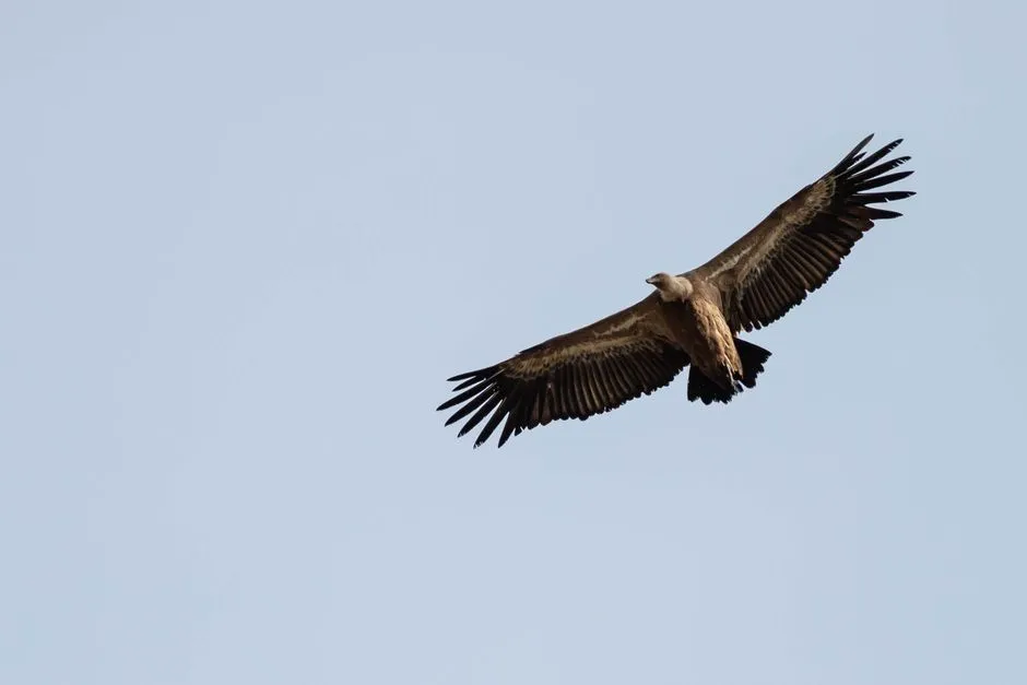 #3 The wide-winged pose isn't a threat display, it's laundry day (Image Credits: Pexels)