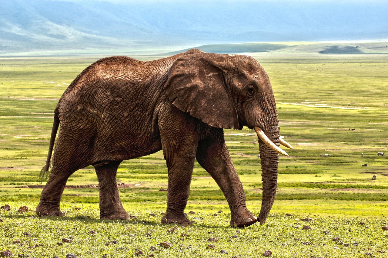 Natural Defensive Behaviors That Backfire (Image Credits: Pixabay)