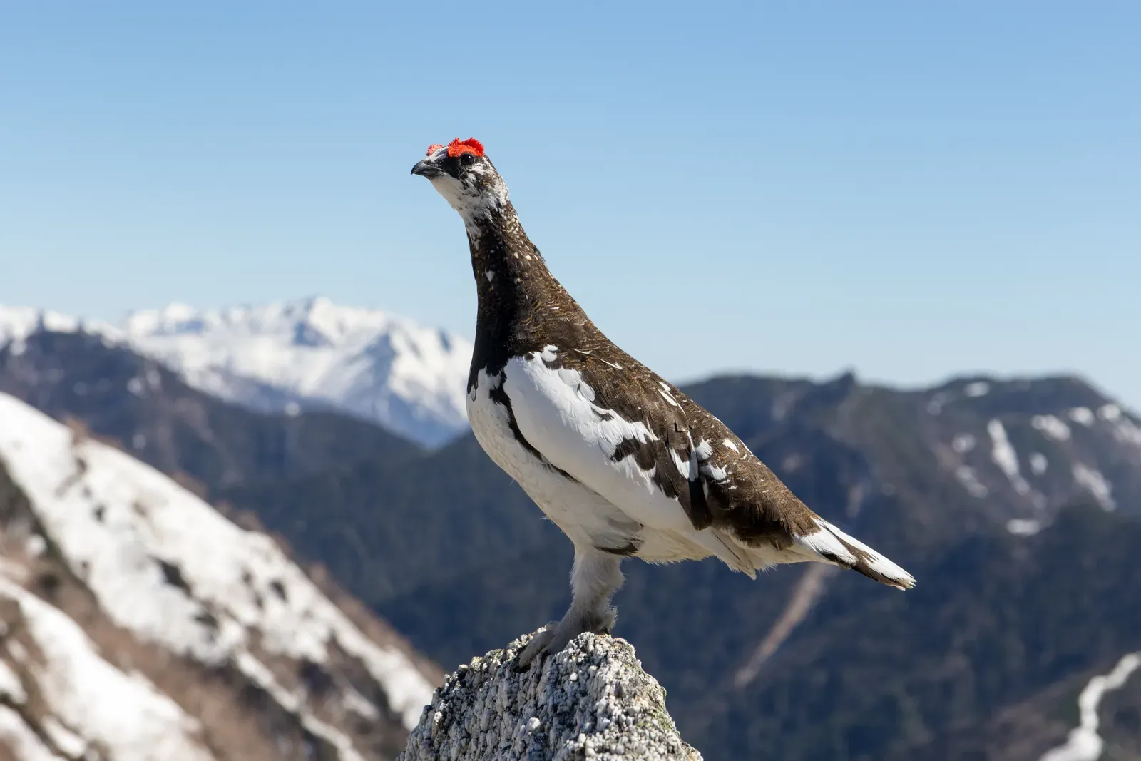 The Willow Ptarmigan's Winter Whitewash (Image Credits: Wikimedia)