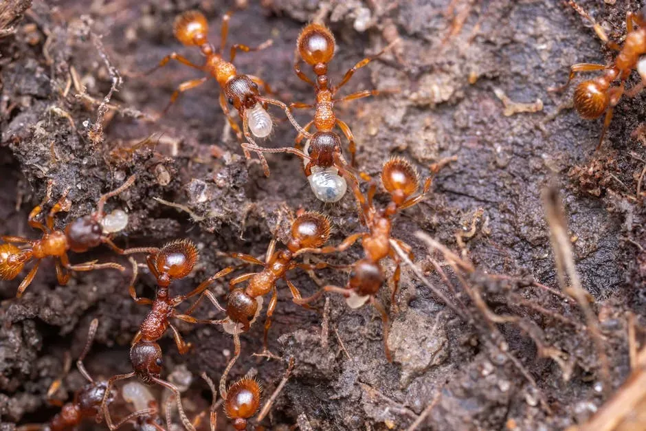 7. Ants: Underground Megacity Architects (Image Credits: Pexels)