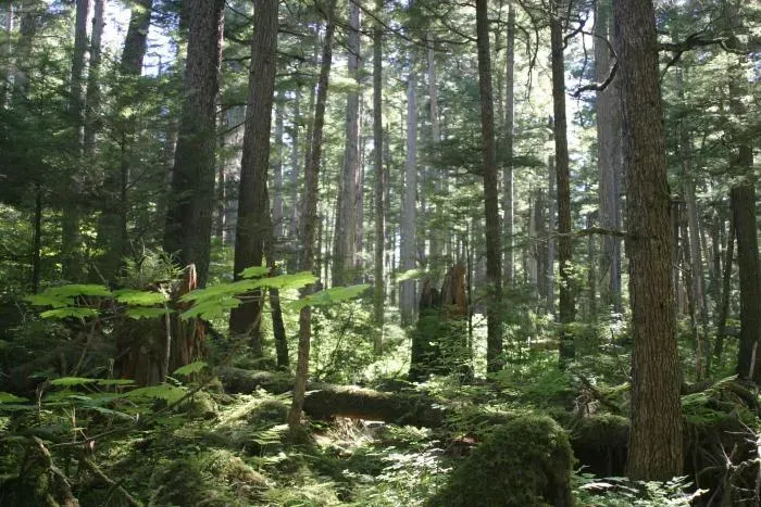 Tongass National Forest: The Giant of Alaska (Image Credits: Wikimedia)