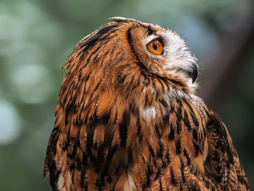 Sagittarius (November 22 – December 21): The Owl (Image Credits: Pexels)