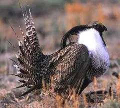 Gunnison Sage-Grouse: Colorado's Critically Endangered Bird (Image Credits: Wikimedia)