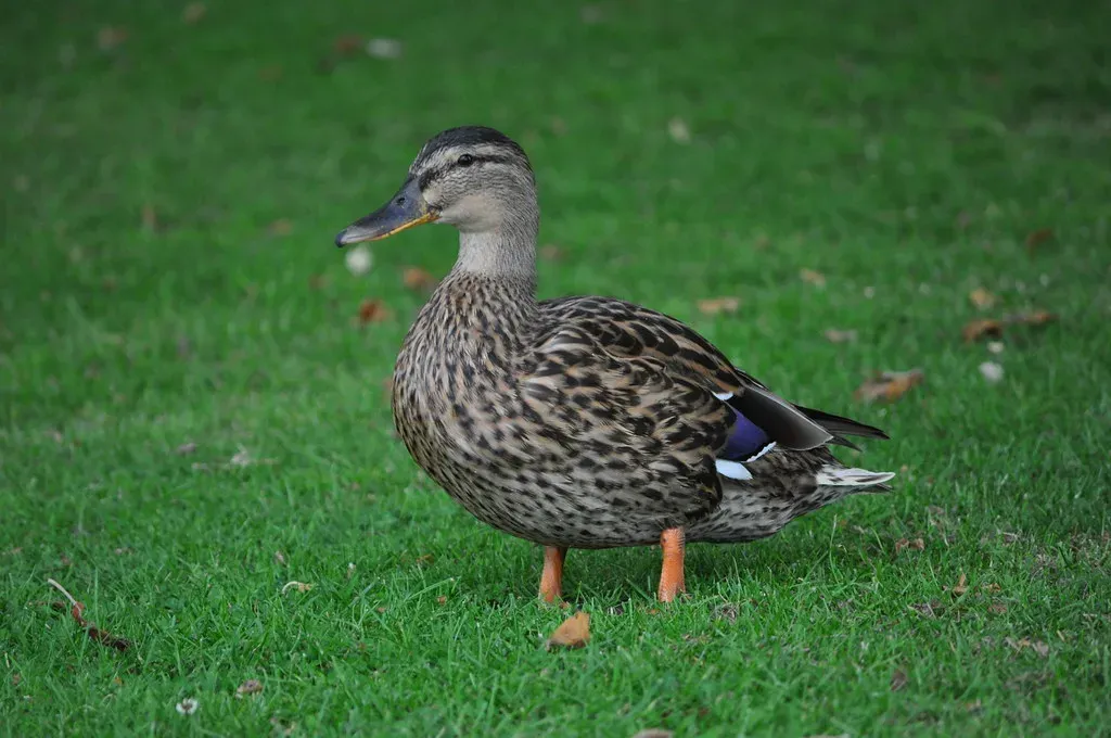 Captive Breeding Attempts Failed, Sealing the Species' Fate (Image Credits: Flickr)