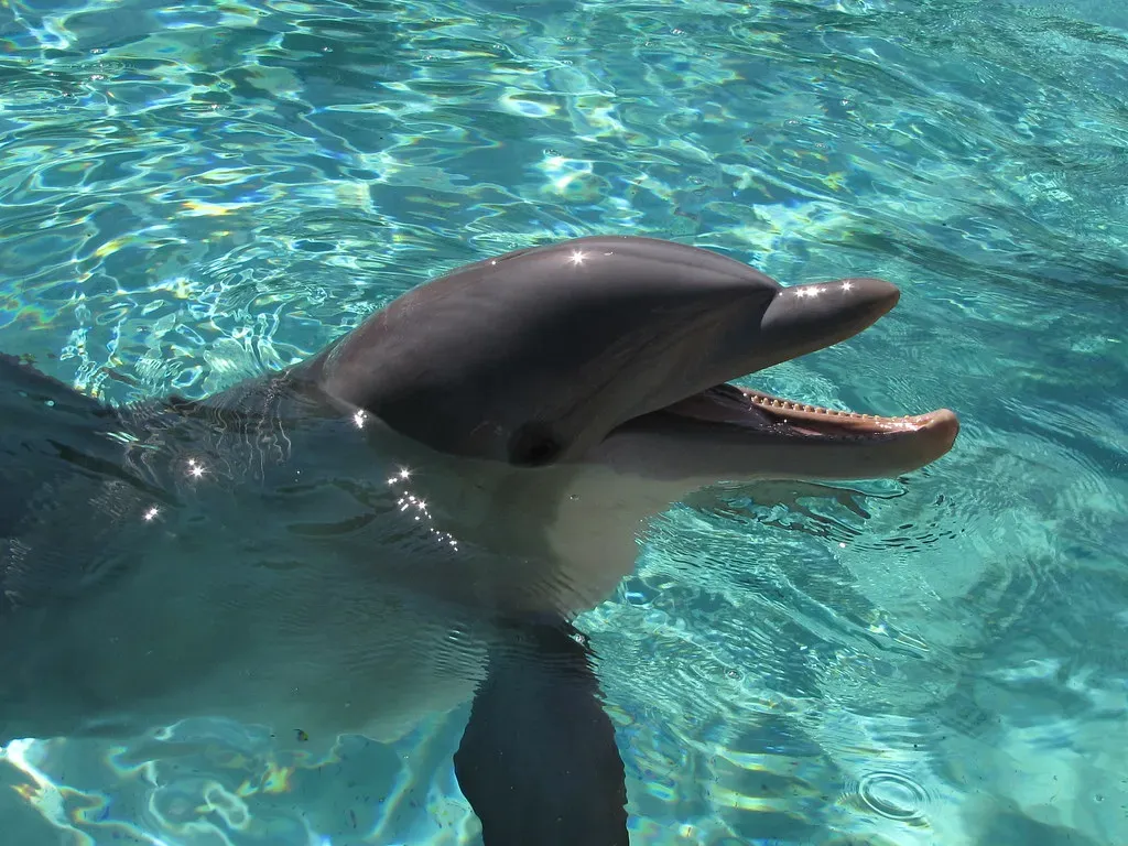 Dolphin: Ocean's Brainy Social Butterfly (Image Credits: Flickr)